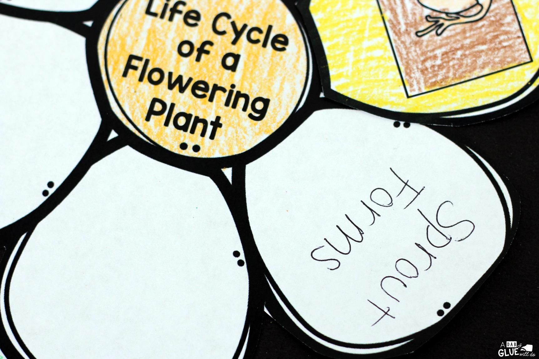 Flowering Plant Life Cycle Craftivity