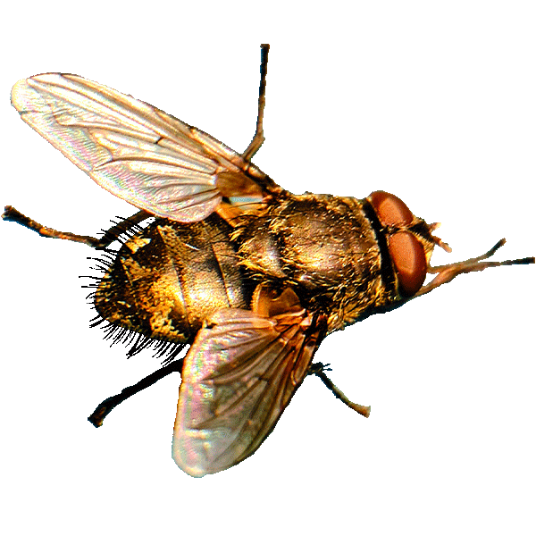 what causes cluster fly infestation Mims