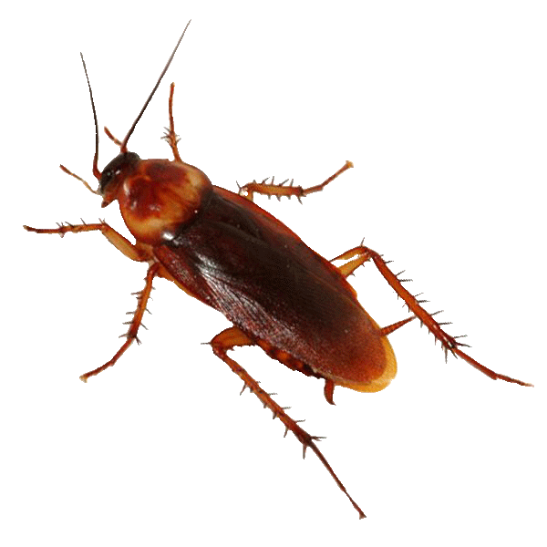 Crawling Insects Adam's Pest Control