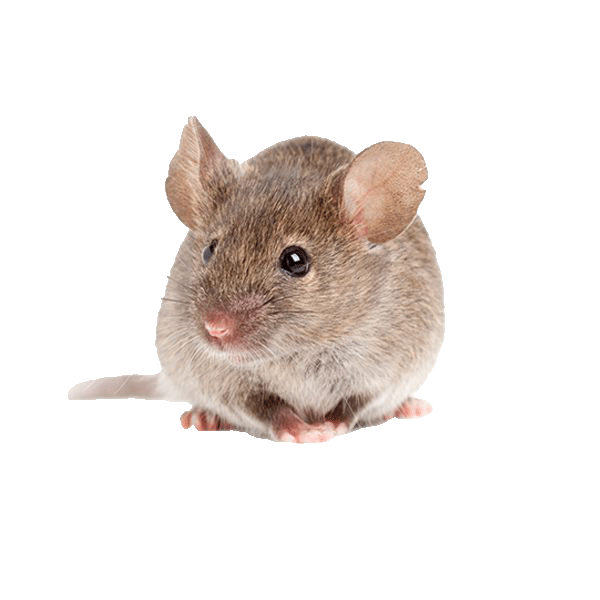 Rodents Adam's Pest Control