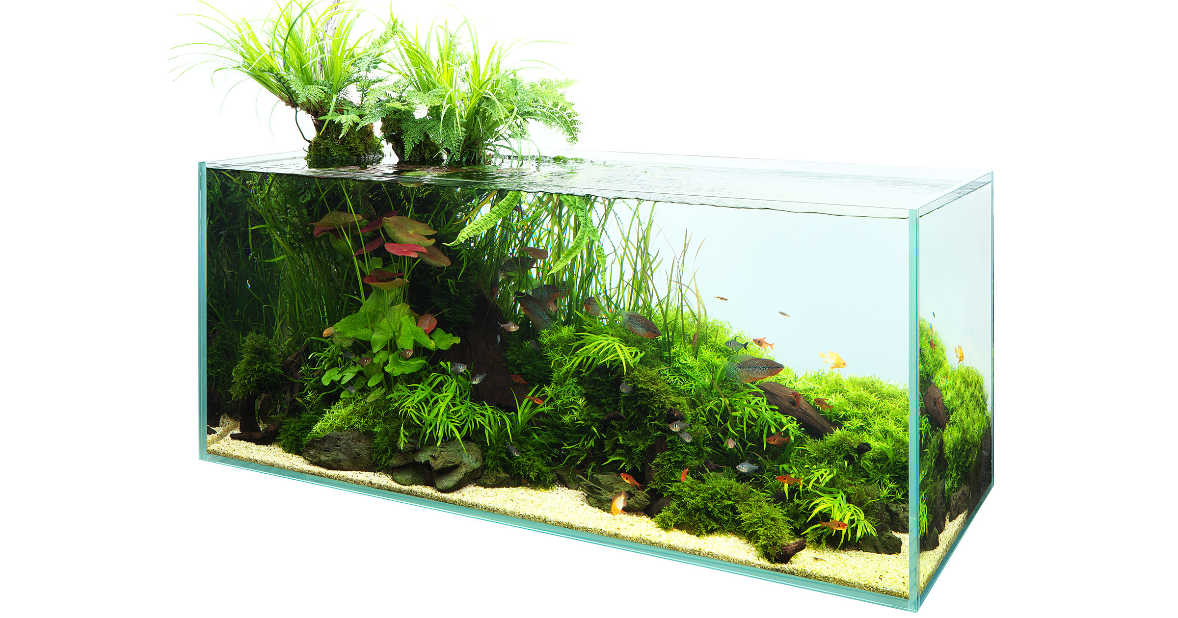 NATURE IN THE GLASS 'ADA Trend 2020' ADA