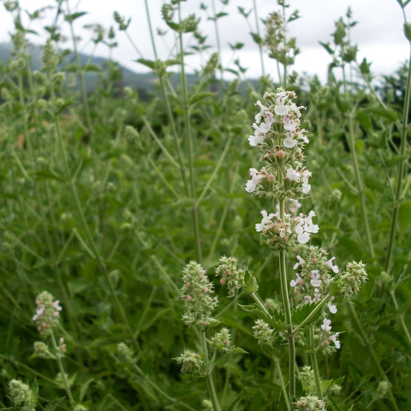 Organic Catnip Seed Adaptive Seeds