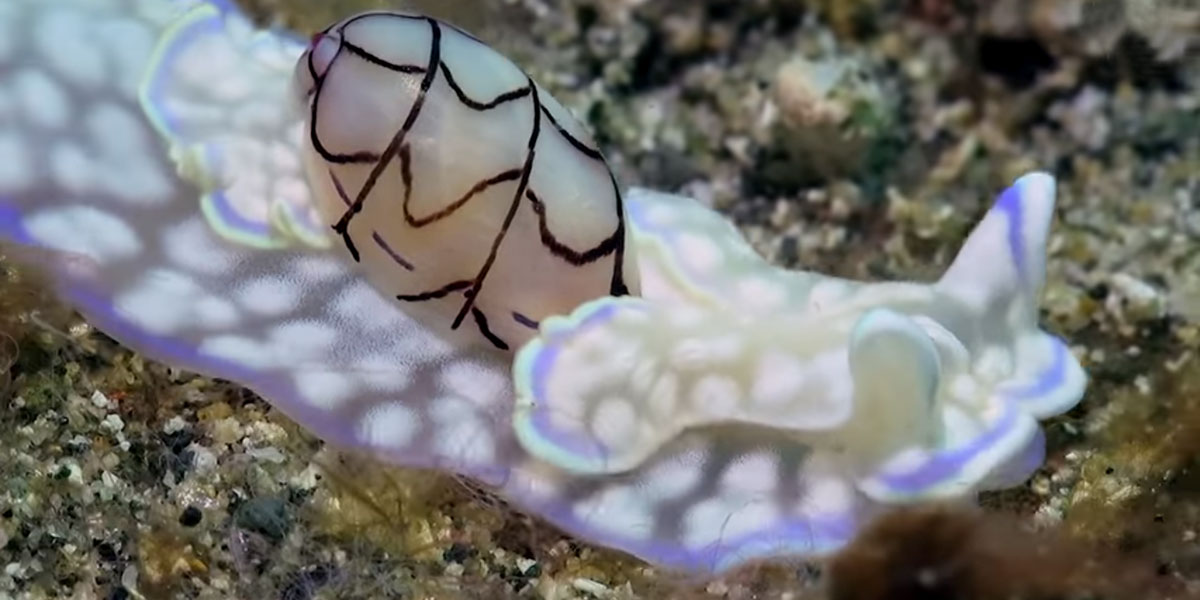 This video of a rare sea snail has an unlikely sensation
