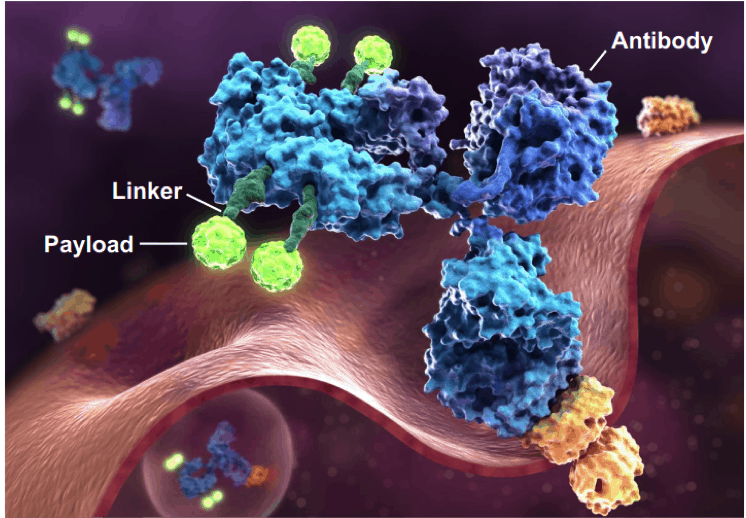 What Are Customized ADCs? » ADC Review » Creative Biolabs