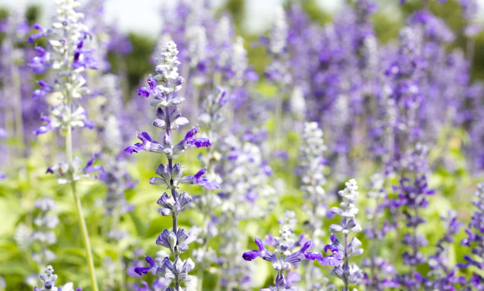 Is Salvia ("Sage") An Addictive Drug? Addiction Center