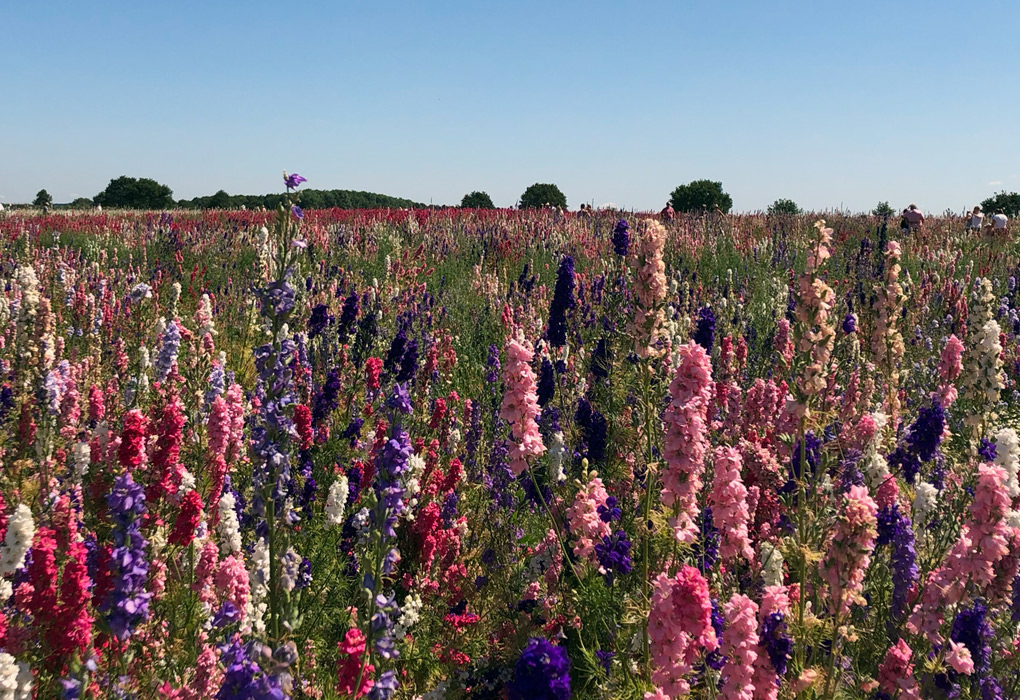 Summer Sunday at the Confetti Fields in Pershore, Wick — Adding Our