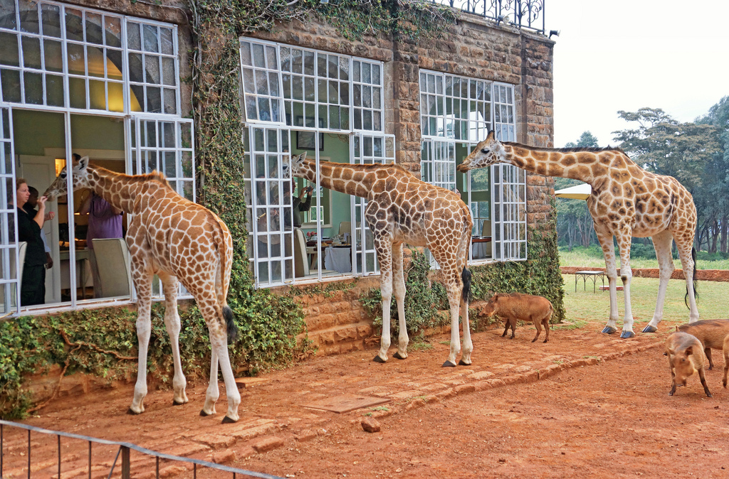 25 Hotels Around The World Perfect For Animal Lovers Add to