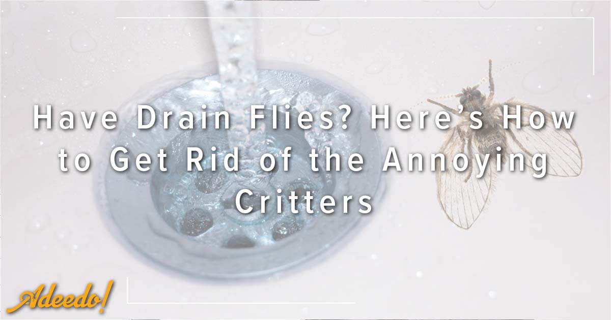 Have Drain Flies? Here’s How To Get Rid Of The Annoying Critters