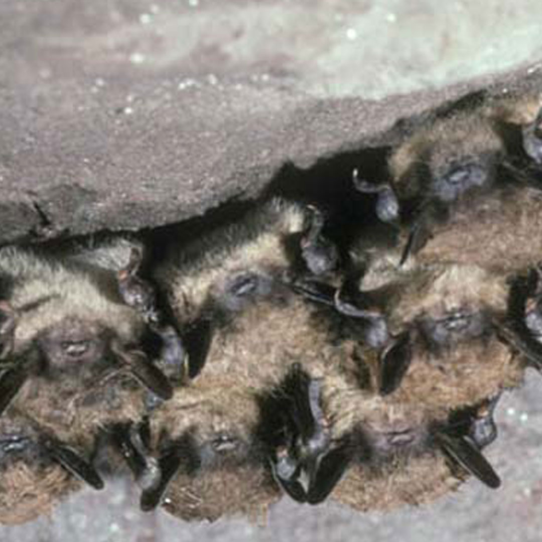 Facts About Little Brown Bats in the Adirondacks