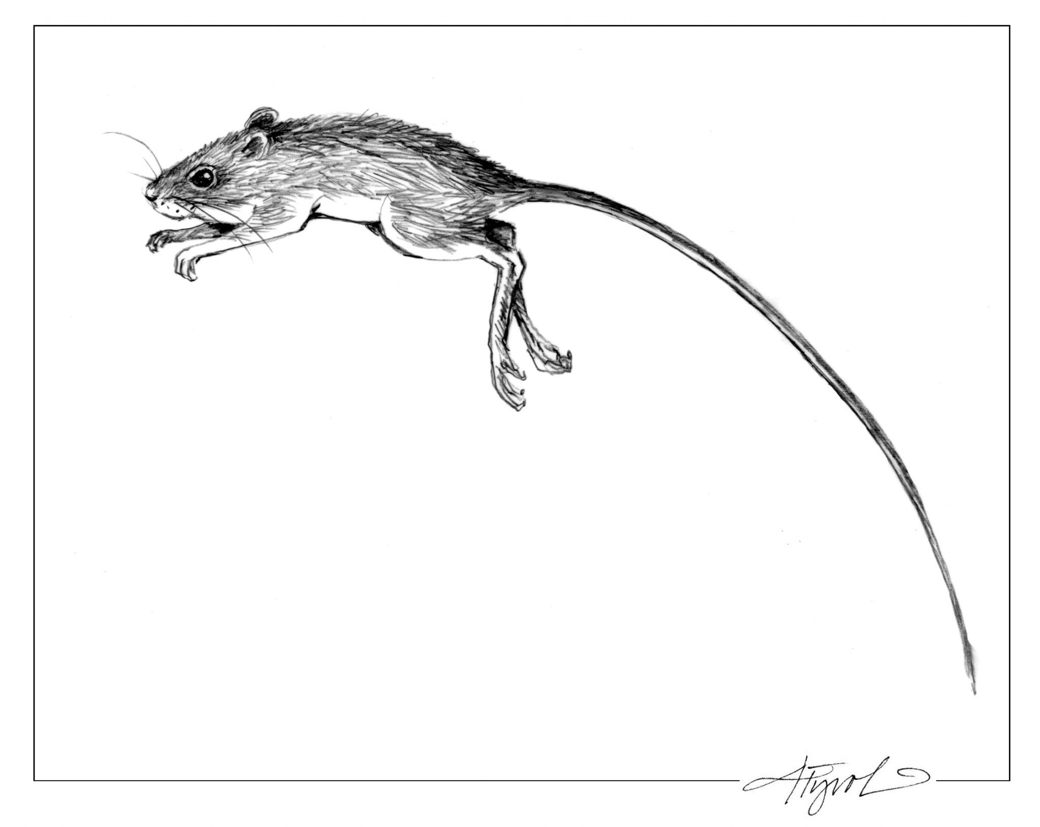 Jumping Mice Long Tailed Leapers The Adirondack Almanack
