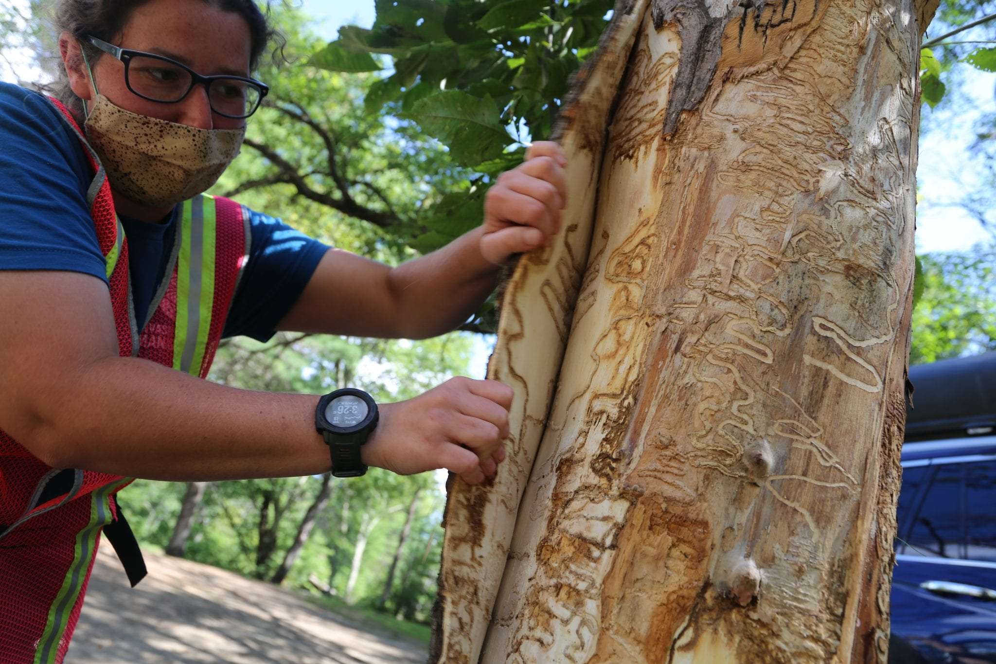 Warren County survey shows emerald ash borer infestation has likely