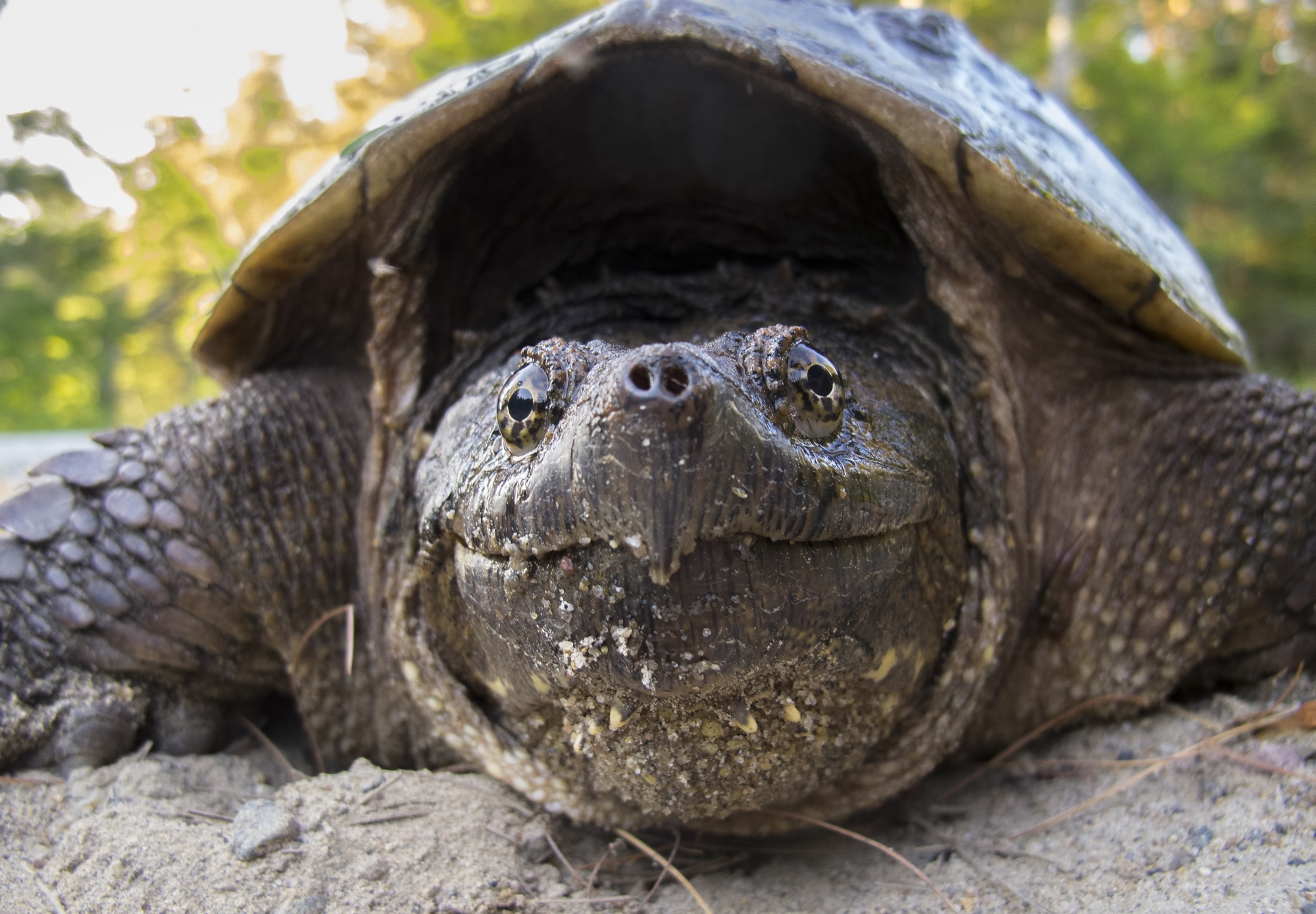 Adirondack Life Article How to Save a Snapping Turtle Adirondack Life