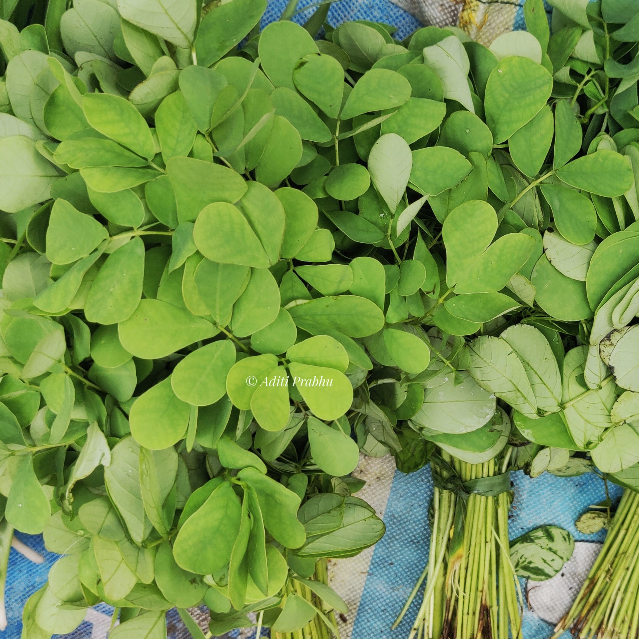 Discover Takla Or Cassia Tora A Nutrient Rich Seasonal Ranbhaji