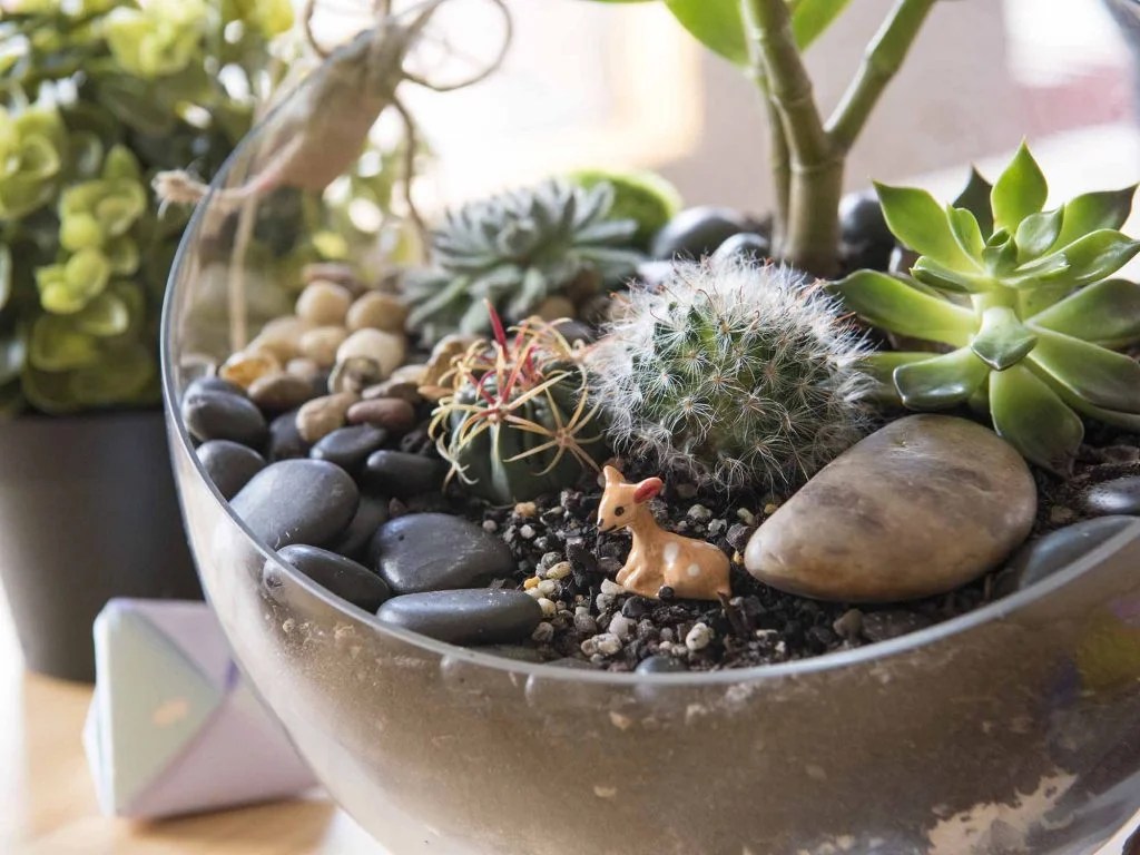 How Often Do You Water Succulents in a Terrarium? A DIY
