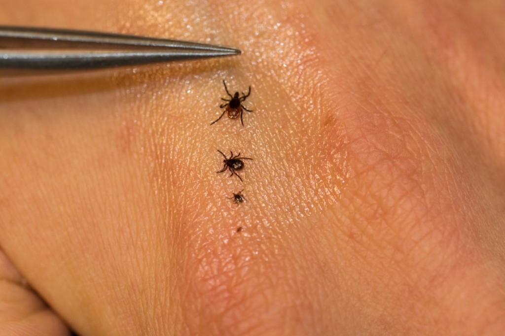 Ticks in Winter Adirondack Mountain Club