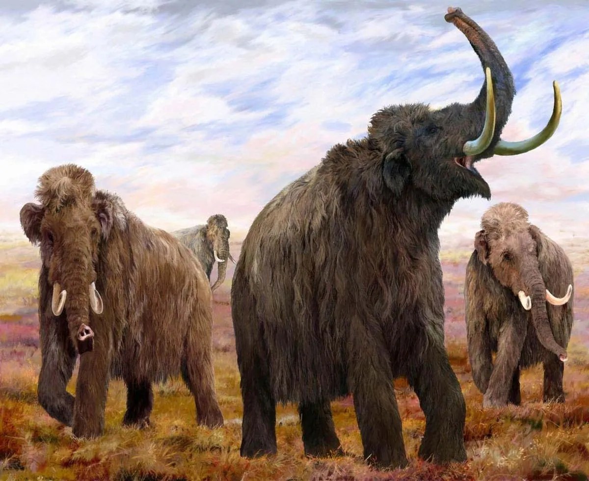 The mammoth's last stand How the Wrangel Island herd died off