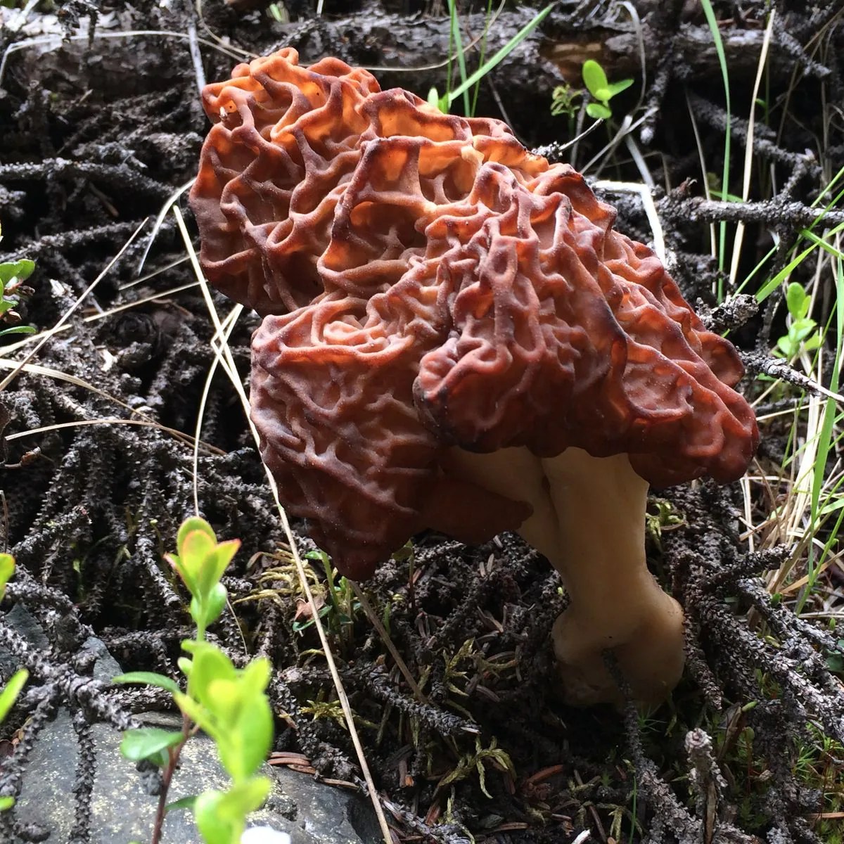 Tips for distinguishing ‘true’ from ‘false’ morels Anchorage Daily News