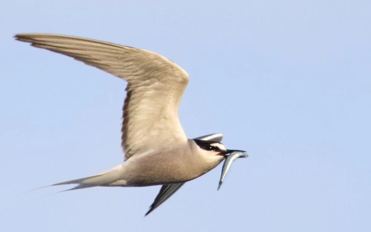 Monitoring a mystery bird on Southeast Alaska ocean spits Anchorage Daily News