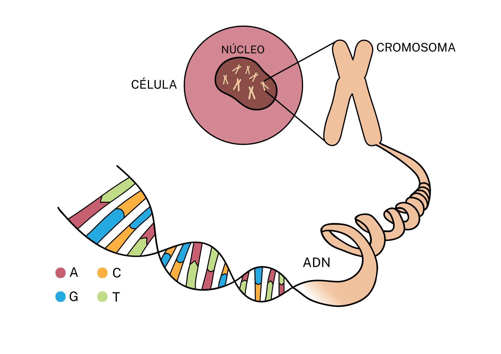 ¿Qué es el ADN y para qué sirve? ADN Institut