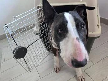 Cani e gatti in volo, finalmente una rivoluzione: le nuove regole che nessuno ha chiesto! Cani e gatti in volo, finalmente una rivoluzione: le nuove regole che nessuno ha chiesto!
