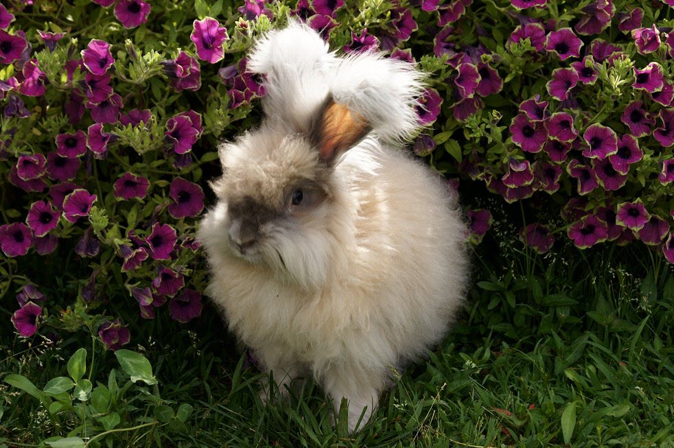 English Angora Rabbit Breed Adopt a Rabbit