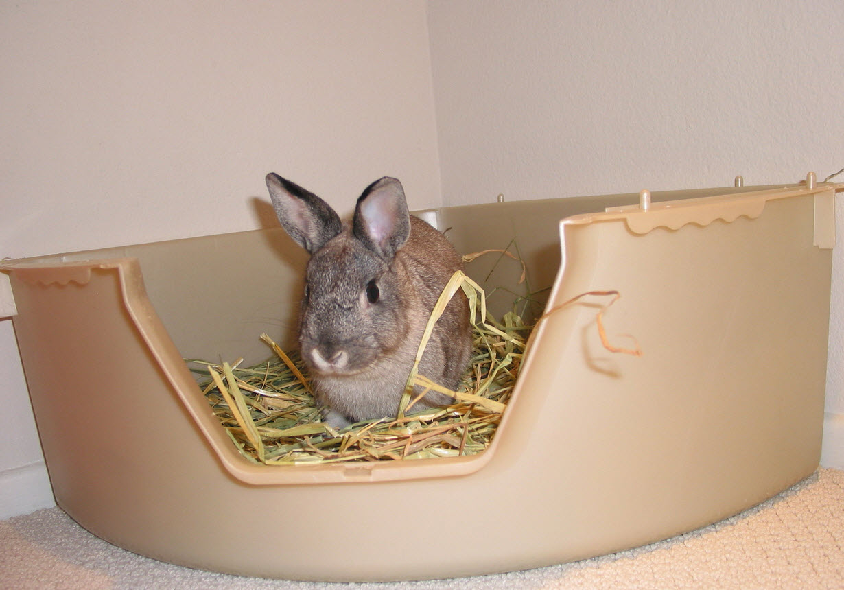 Best Rabbit Litter Boxes Adopt a Rabbit