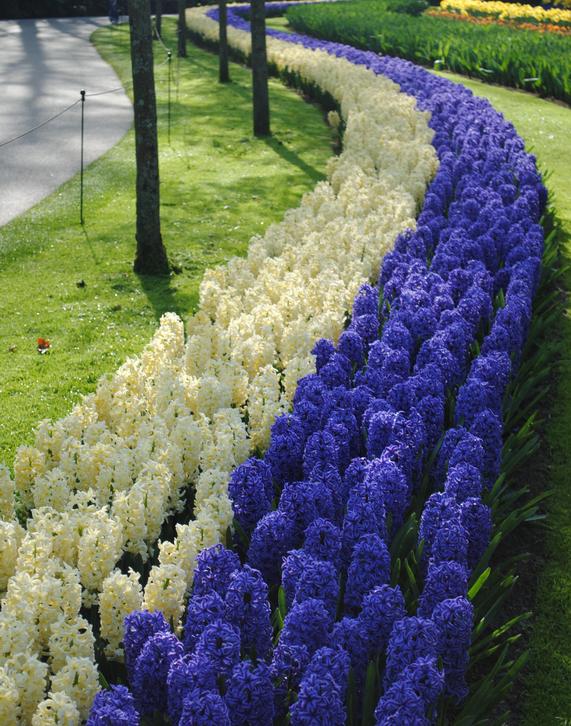 when to plant hyacinth bulbs Antone Twohig