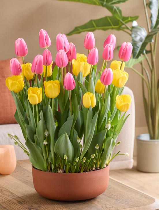 Planting Flower Bulbs In Containers