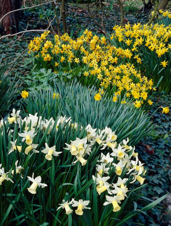 Tips For Naturalizing Flower Bulbs A.D.R. Bulbs