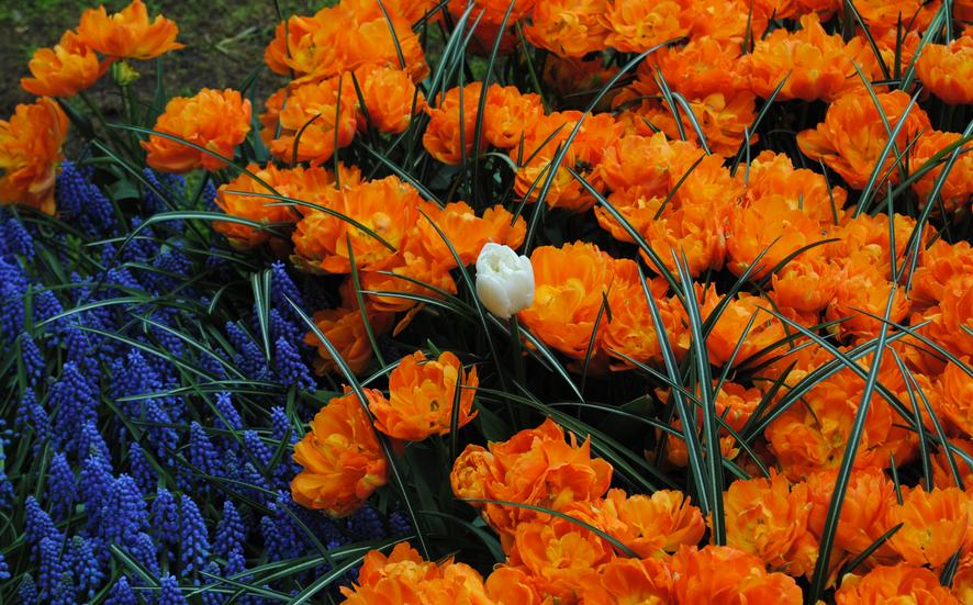 Flower Bulb Planting & Storage from A.D.R. Bulbs