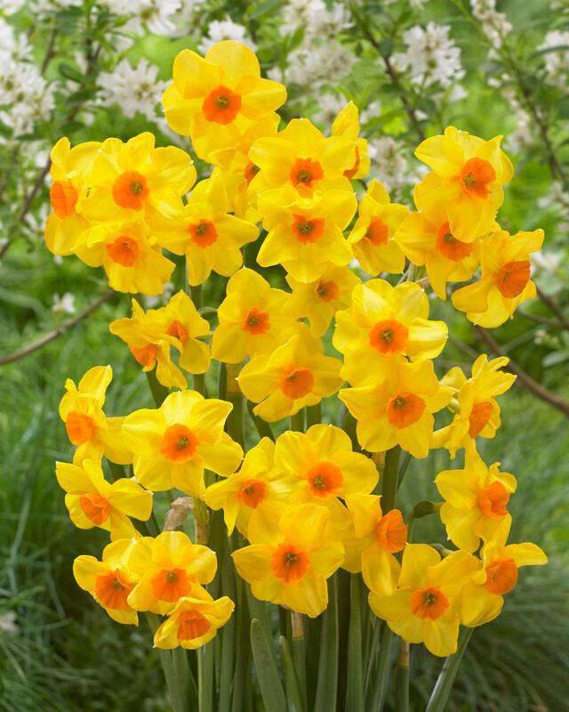 Narcissi Bunch Flowering Daffodil from ADR Bulbs