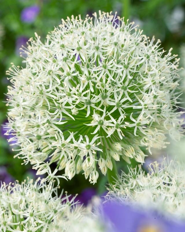 Allium giant 'Mont Blanc' Ornamental Onion from ADR Bulbs