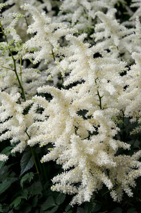 Astilbe Bridal Veil Astilbe from ADR Bulbs