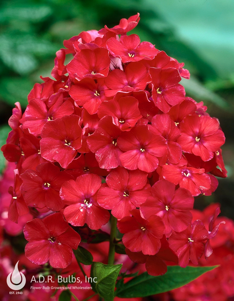 Summer Phlox Orange Perfection (Ships in Spring) Phlox from ADR Bulbs