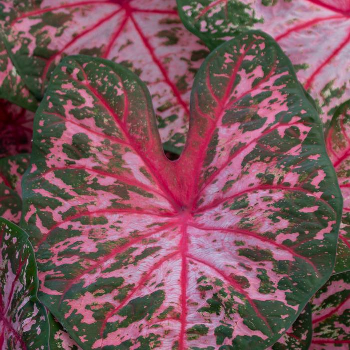 Caladium Fancy Leaf 'Carolyn Whorton' (Ships in Spring) Caladium from