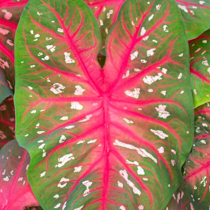 Caladium Fancy Leaf 'Red Flash' (Ships in Spring) Caladium from ADR Bulbs