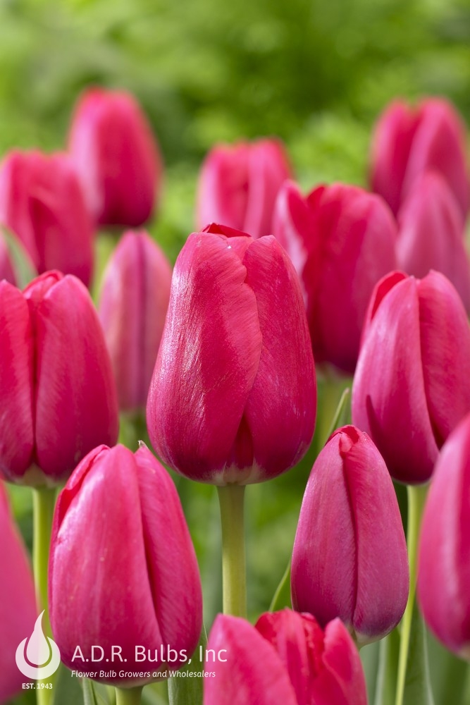 Tulipa Triumph 'The Cure' Tulip from ADR Bulbs
