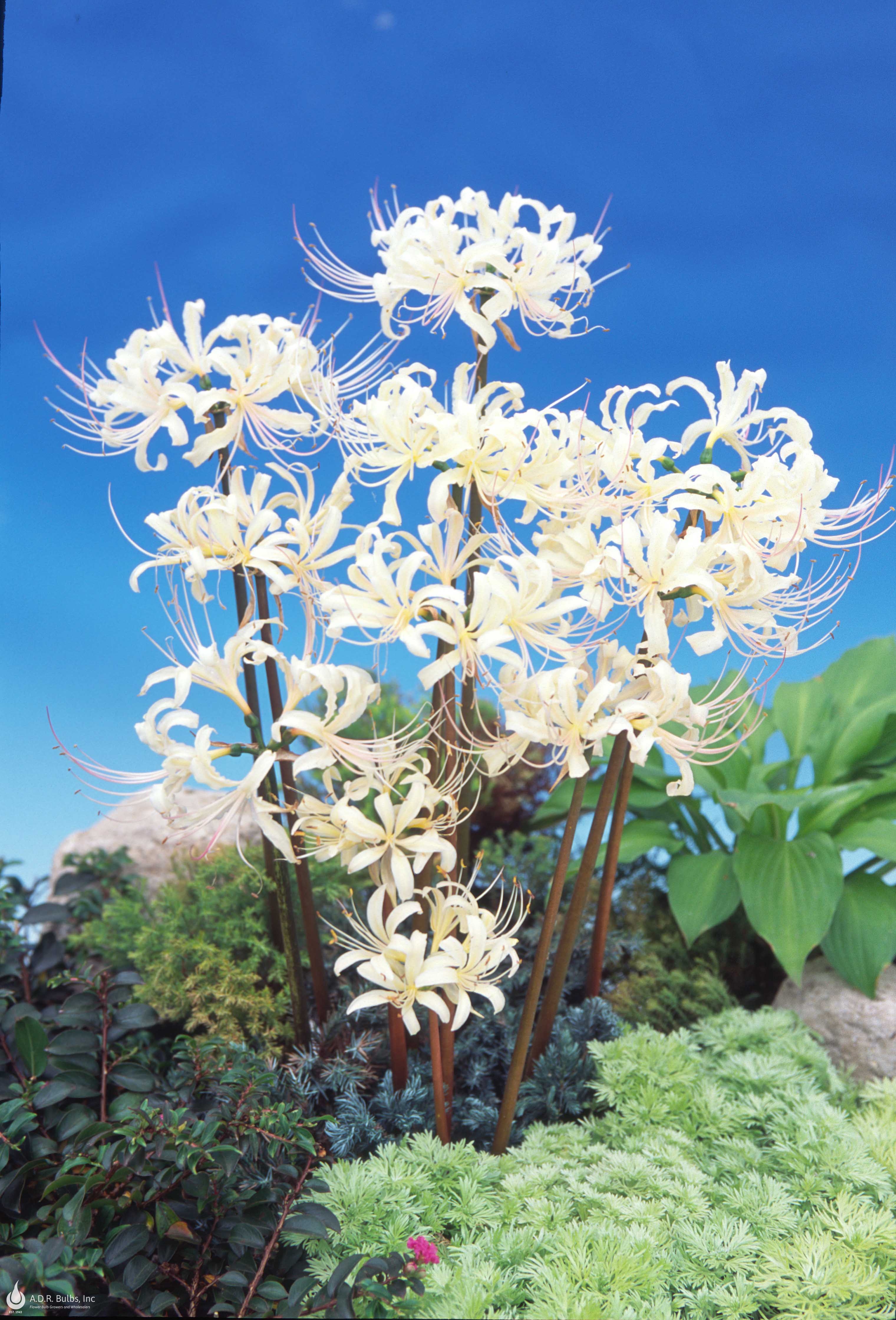 Lycoris spider lily 'Albiflora' Lycoris from ADR Bulbs