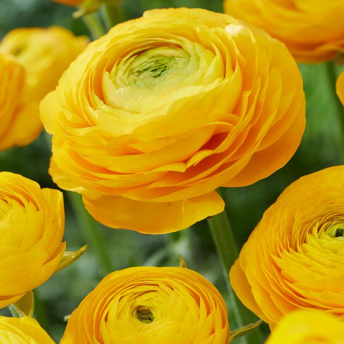 Ranunculus Aviv 'Yellow' Ranunculus from ADR Bulbs