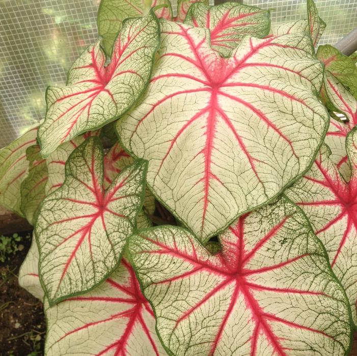 Caladium fancy leaf 'White Queen' Caladium from ADR Bulbs