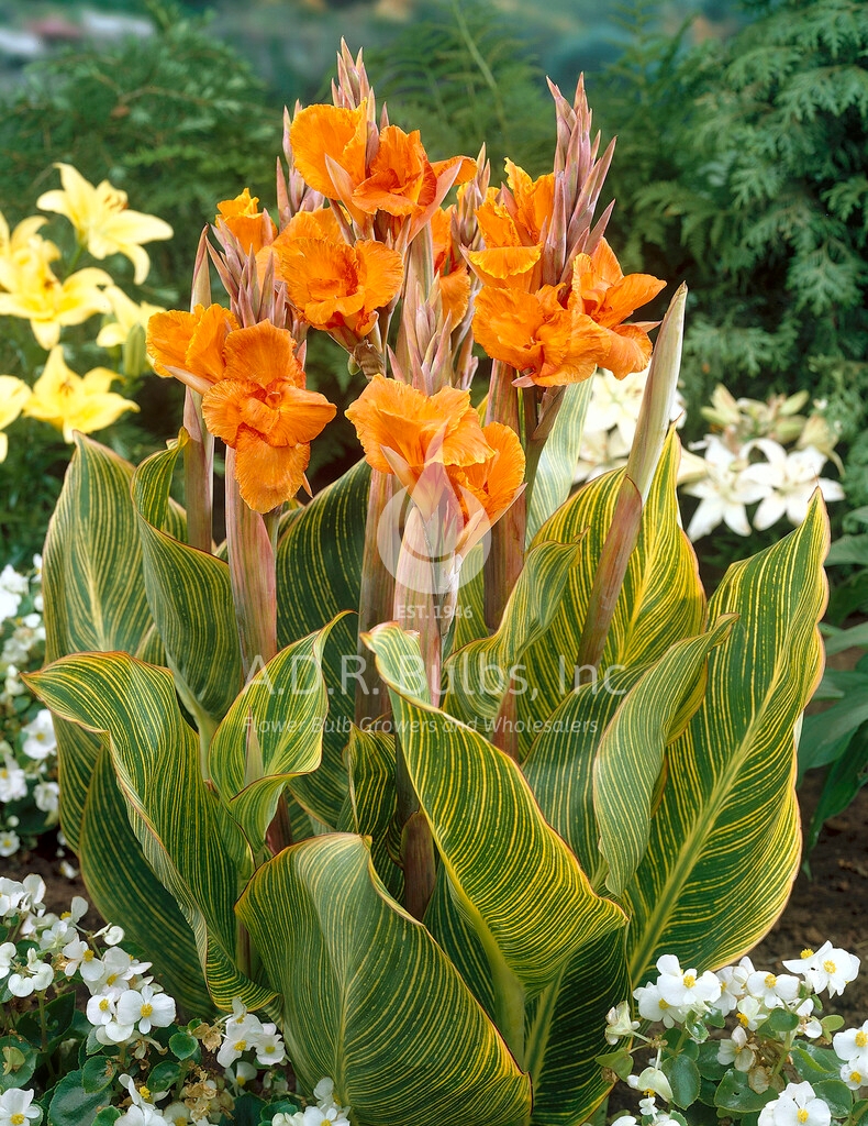 Canna tall striped 'Pretoria' Canna from ADR Bulbs