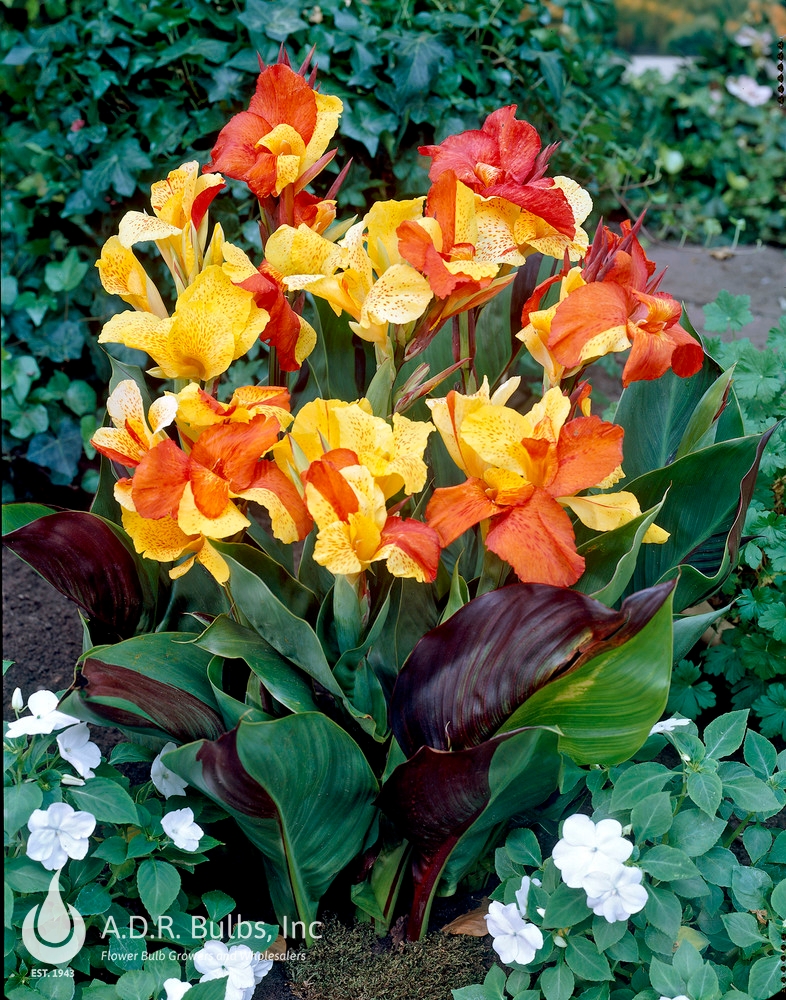 Canna Dwarf 'Cleopatra' (Ships in Spring) Canna from ADR Bulbs