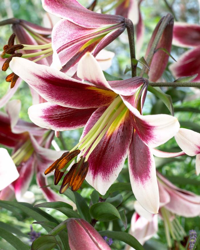 Lilium Unit 209 collection Oriental Lily from ADR Bulbs