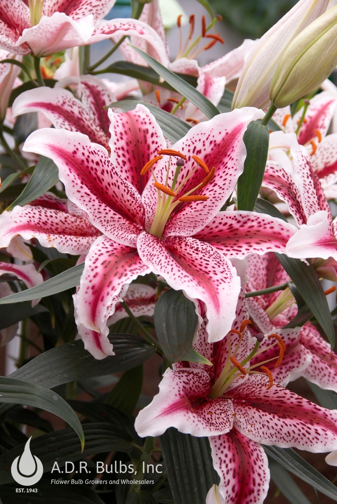 Lilium Oriental 'Tiger Woods' Lily from ADR Bulbs