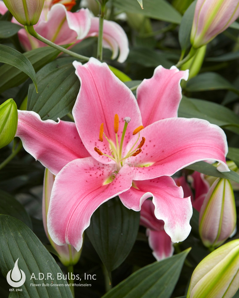 Lilium Oriental 'Sorbonne' (Ships in Spring) Lily from ADR Bulbs