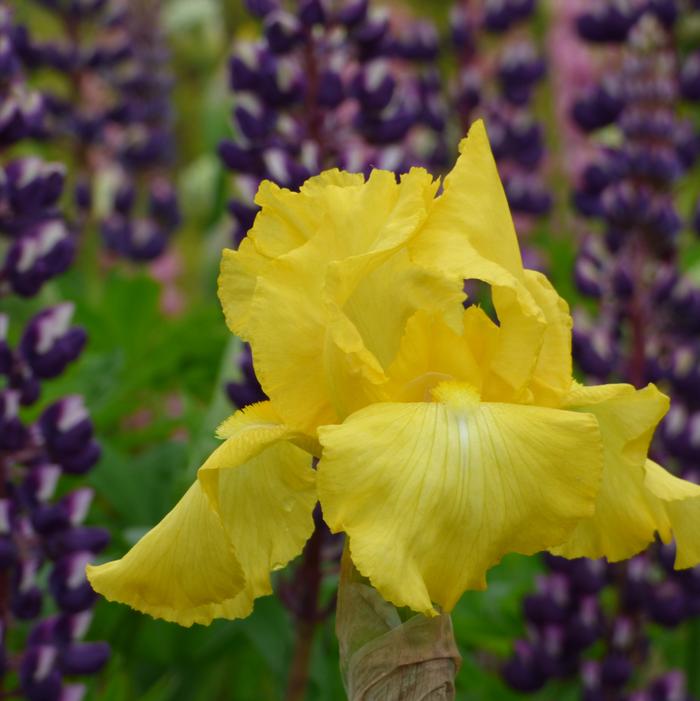 Iris Germanica 'Harvest Of Memories' Bearded Iris from ADR Bulbs