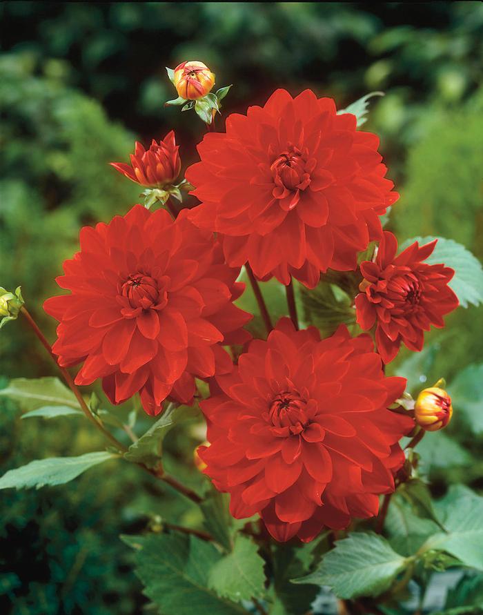 Dahlia Decorative 'Heat Wave' Dahlia from ADR Bulbs