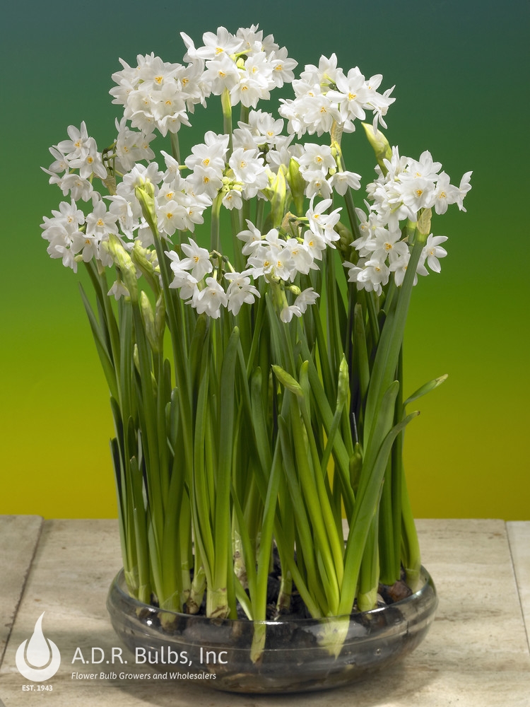 Narcissi tazetta 'Paperwhite Galilea' Paperwhite from ADR Bulbs