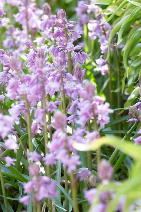 Hyacinthoides Hispanica 'Pink' Spanish Bluebell from ADR Bulbs