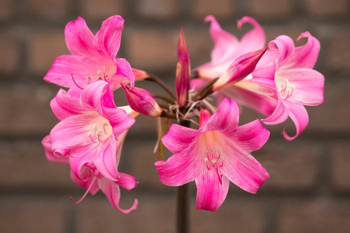 Amaryllis 'Belladonna Pink' Amaryllis from ADR Bulbs